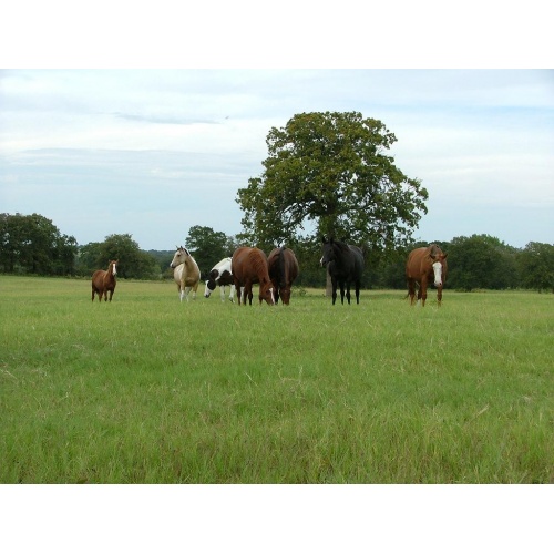 group_of_horses