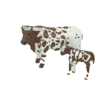 long_horn_cow__calf